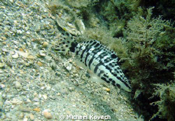 Harlequin Bass on the Inside Reef at Lauderdale by the Sea by Michael Kovach 